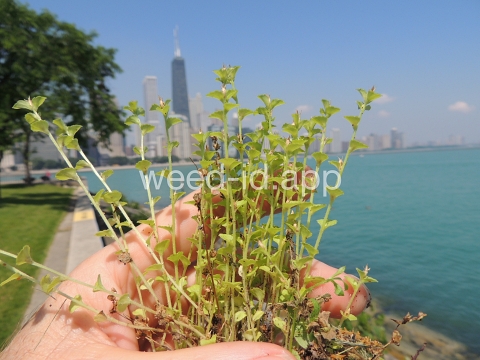 venuslookingglass, common